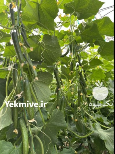 بذر هیبریدخیار باراد S 500 اسپانیایی در کرج در گروه خرید و فروش بذر خیار در یکمیوه -عکس4