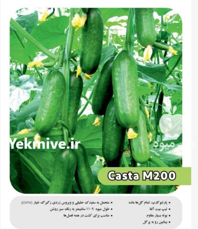 بذر خیار مینی M 200 هیبرید در کرج در گروه خرید و فروش بذر خیار در یکمیوه -عکس2