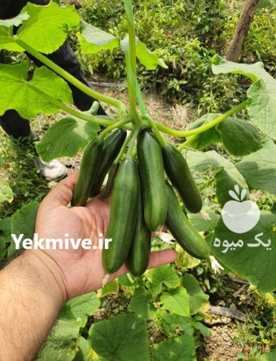 بذر خیار مینی M 200 هیبرید در کرج در گروه خرید و فروش بذر خیار در یکمیوه -عکس3