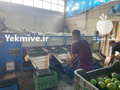 فروش عمده نارنگی پرتقال شمال در اصفهان در گروه خرید و فروش نارنگی در یکمیوه -عکس2