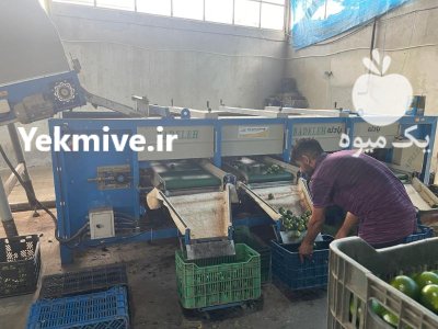 فروش عمده نارنگی پرتقال شمال در اصفهان در گروه خرید و فروش نارنگی در یکمیوه -عکس3