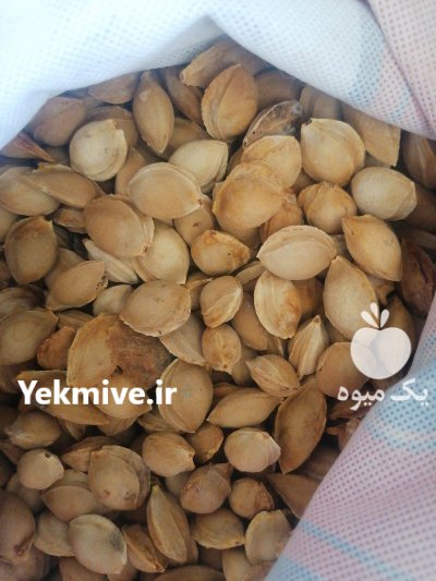 فروش هسته زردالو در گروه خرید و فروش آلو در یکمیوه -عکس2