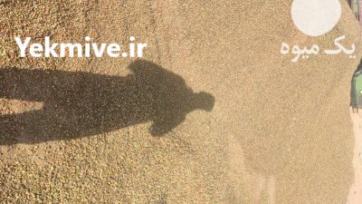 بادام تلخ کوهی یا الوک کوهی در گروه خرید و فروش بادام در یکمیوه -عکس1