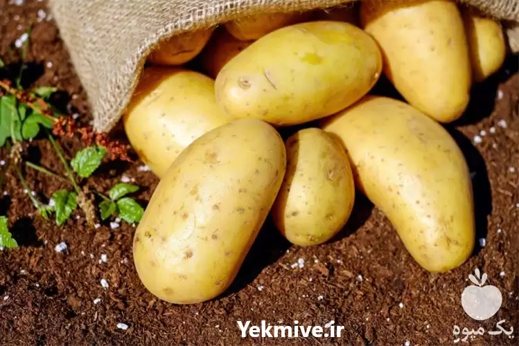 فروش بذر سیب زمینی المرا در تبریز در گروه خرید و فروش سیب زمینی در یکمیوه -عکس1