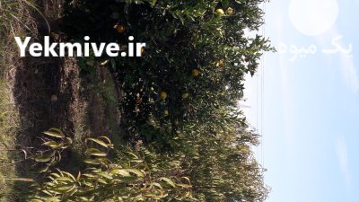 فروش نارنگی و تامسون در گروه خرید و فروش نارنگی در یکمیوه -عکس1