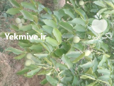 سیب به گلابی گردو در گروه خرید و فروش گلابی در یکمیوه -عکس1