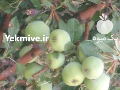 سیب به گلابی گردو در گروه خرید و فروش گلابی در یکمیوه -عکس2