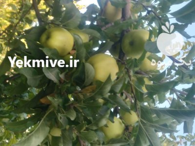 سیب به گلابی گردو در گروه خرید و فروش گلابی در یکمیوه -عکس3