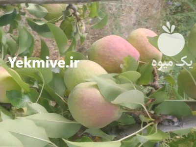 سیب به گلابی گردو در گروه خرید و فروش گلابی در یکمیوه -عکس4