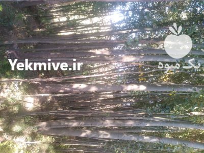 فروش درخت کبوده در گروه خرید و فروش نهال درخت در یکمیوه -عکس1