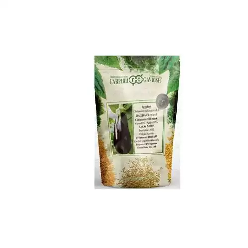 فروش بذر بادمجان گلخانه ای باگیرا در تبریز در گروه خرید و فروش بذر بادمجان در یکمیوه -عکس1