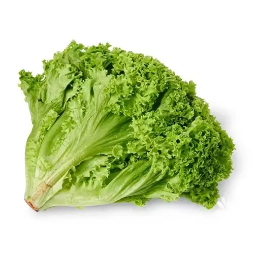 قیمت خرید بذر کاهولولا بیوندا در اهواز در گروه خرید و فروش بذر کاهو در یکمیوه -عکس1