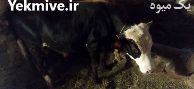 گاو سیمینتال نر در گروه گاو و گوسفند و میش و بز کهره گوساله در یکمیوه -عکس1