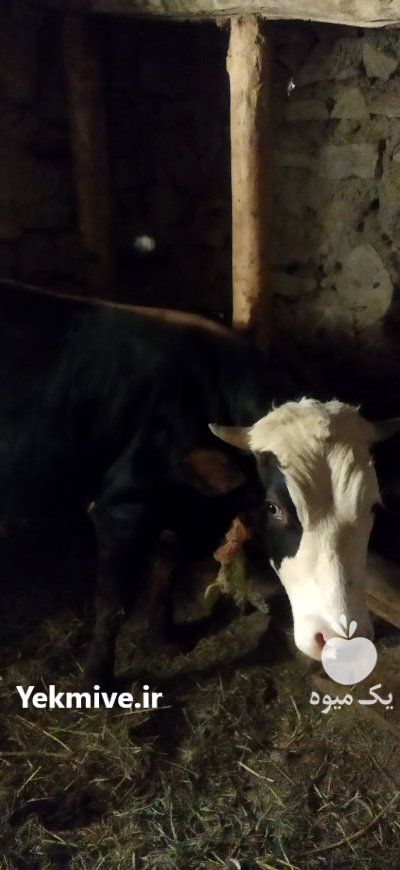 گاو سیمینتال نر در گروه گاو و گوسفند و میش و بز کهره گوساله در یکمیوه -عکس2