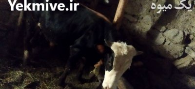 گاو سیمینتال نر در گروه گاو و گوسفند و میش و بز کهره گوساله در یکمیوه -عکس3