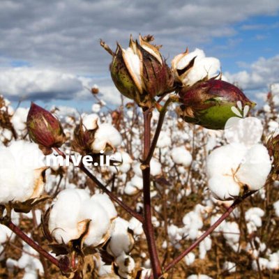 بذر پنبه لیدر گلدن و ست در کرج در گروه خرید و فروش بذر پنبه در یکمیوه -عکس2