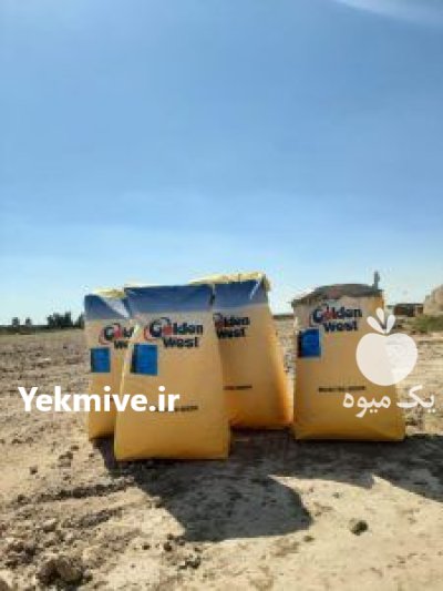 بذر پنبه لیدر گلدن و ست در کرج در گروه خرید و فروش بذر پنبه در یکمیوه -عکس3