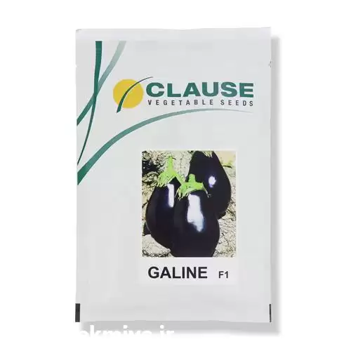 قیمت خرید عرضه بذر بادمجان دلمه در سنندج در گروه خرید و فروش بذر بادمجان در یکمیوه -عکس1