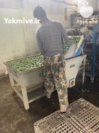 فروش عمده نارنگی پرتقال شمال در اصفهان در گروه خرید و فروش نارنگی در یکمیوه