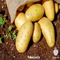 فروش بذر سیب زمینی المرا در تبریز در گروه خرید و فروش سیب زمینی در یکمیوه