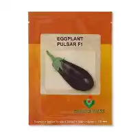 فروش عرضه بذر بادمجان لامپی پولسار در کرج در گروه خرید و فروش بذر بادمجان در یکمیوه