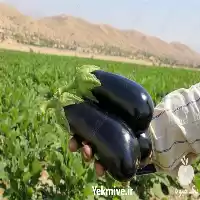فروش بذر بادمجان قلمی گلخانه ای در زاهدان در گروه خرید و فروش بذر بادمجان در یکمیوه