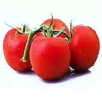 فروش بذر گوجه 38122 CLX در کرمانشاه در گروه خرید و فروش بذر گوجه در یکمیوه