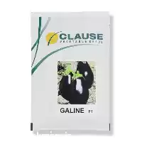 قیمت خرید عرضه بذر بادمجان دلمه در سنندج در گروه خرید و فروش بذر بادمجان در یکمیوه