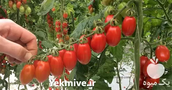 فروش بذر گوجه چری داترینو در سنندج در گروه خرید و فروش بذر گوجه در یکمیوه -عکس1