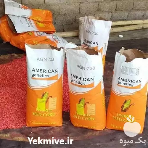قیمت خرید بذر ذرت امریکن ژنتیک در گروه خرید و فروش بذر ذرت در یکمیوه -عکس1