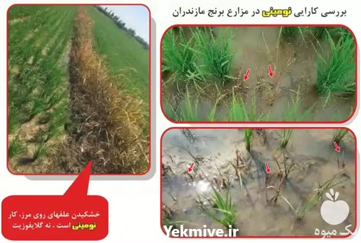 قیمت خرید سم نومینی ژاپن در تبریز در گروه خرید و فروش انواع سم در یکمیوه -عکس1