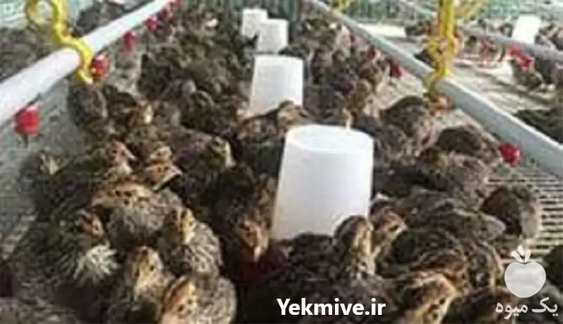 آموزش پرورش بلدرچین همراه با اعطای در گروه دوره آموزش کشاورزی در یکمیوه -عکس1