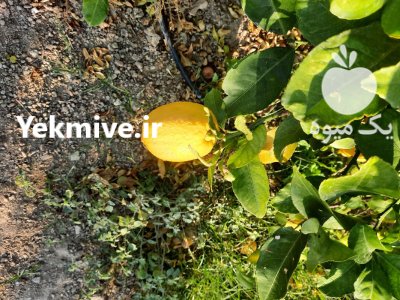 خرید لیمو سنگی صادرات مشخصات لیمو در گروه واردات و صادرات در یکمیوه -عکس3