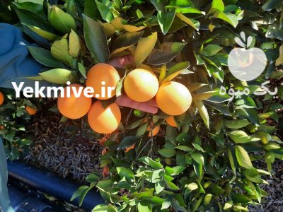فروش عمده پرتقال صادراتی جنوب در شیراز در گروه خرید و فروش نارنگی در یکمیوه -عکس1