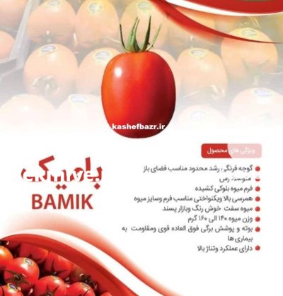 بذر گوجه فرنگی هیبرید بامیک در کرج در گروه خرید و فروش بذر گوجه در یکمیوه -عکس1