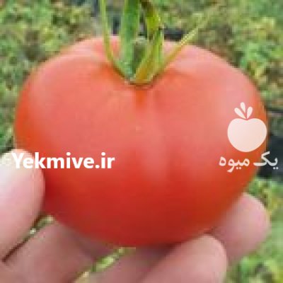 بذر گوجه فرنگی هیبرید ردسان در کرج در گروه خرید و فروش بذر گوجه در یکمیوه -عکس2