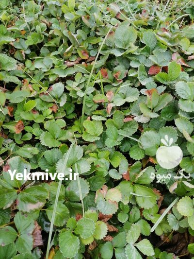 نهال توت فرنگی کاماروس پا بلند در گرگان در گروه خرید و فروش توت فرنگی در یکمیوه -عکس1