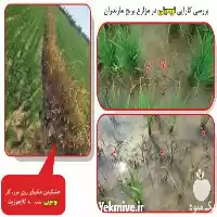 قیمت خرید سم نومینی ژاپن در تبریز در گروه خرید و فروش انواع سم در یکمیوه