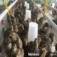 آموزش پرورش بلدرچین همراه با اعطای در گروه دوره آموزش کشاورزی در یکمیوه