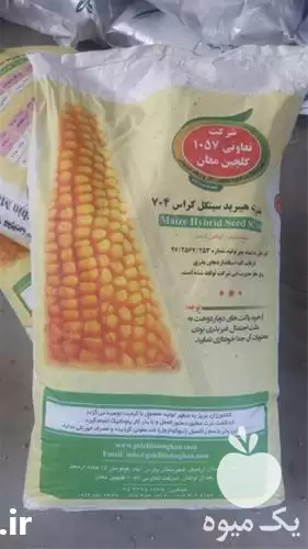 فروش بذر ذرت 704 مغان در تبریز در گروه خرید و فروش بذر ذرت در یکمیوه -عکس1