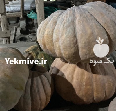 فروش عمده کدو حلوایی در رشت در گروه خرید و فروش کدو تنبل در یکمیوه -عکس1