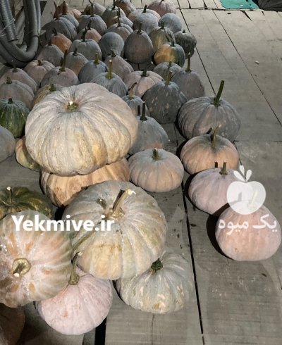 فروش عمده کدو حلوایی در رشت در گروه خرید و فروش کدو تنبل در یکمیوه -عکس2