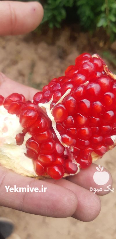 قیمت انار صادراتی شیراز سال 1402 در گروه خرید و فروش انار در یکمیوه -عکس3