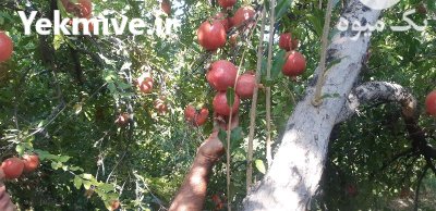 قیمت انار صادراتی شیراز سال 1402 در گروه خرید و فروش انار در یکمیوه -عکس4