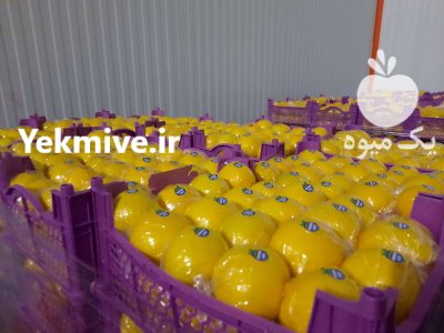 لیمو شیرین صادراتی خرید عمده لیمو در گروه خرید و فروش لیمو شیرین در یکمیوه -عکس1