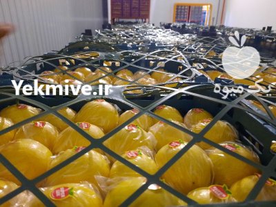 لیمو شیرین صادراتی خرید عمده لیمو در گروه خرید و فروش لیمو شیرین در یکمیوه -عکس2