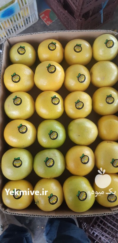 لیمو شیرین صادراتی خرید عمده لیمو در گروه خرید و فروش لیمو شیرین در یکمیوه -عکس4