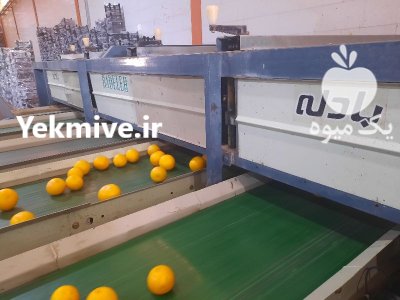 گریپ فروت صادراتی در بازار ایران در داراب در گروه خرید و فروش گریپ فروت در یکمیوه -عکس1