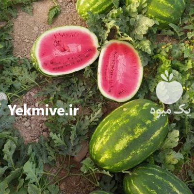 قیمت هندوانه صادراتی شیراز در داراب در گروه خرید و فروش هندوانه در یکمیوه -عکس1