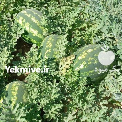 قیمت هندوانه صادراتی شیراز در داراب در گروه خرید و فروش هندوانه در یکمیوه -عکس2